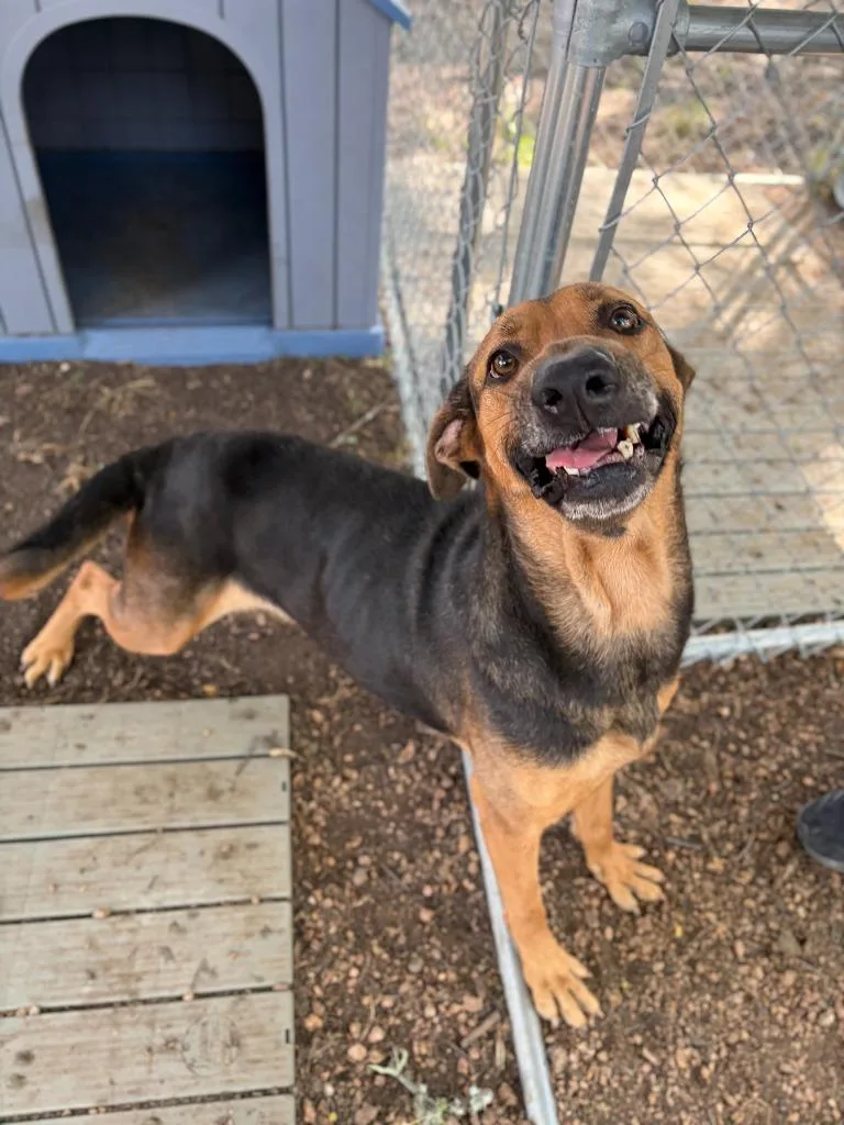 An adult large-sized female Mixed Breed dog named Fidler B for adoption in Lockhart, TX