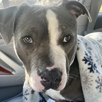 An adult large-sized male Gray / Blue / Silver Pit Bull Terrier dog named Wilson for adoption in Kansas City, MO