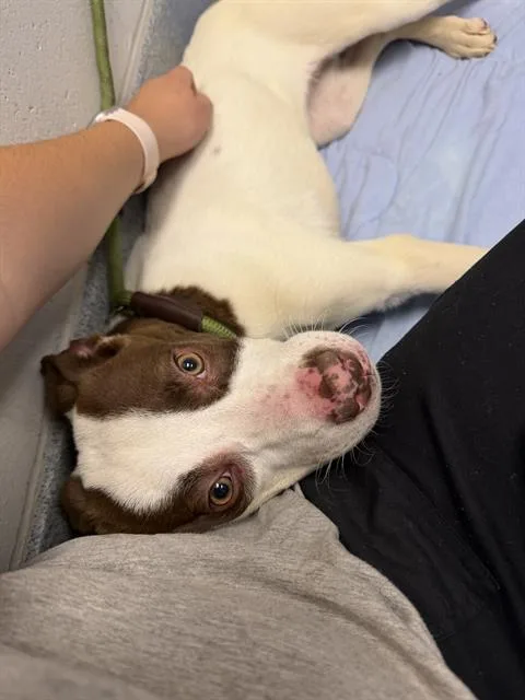 A baby small-sized female German Shorthaired Pointer dog named Rosa for adoption in Indianapolis, IN