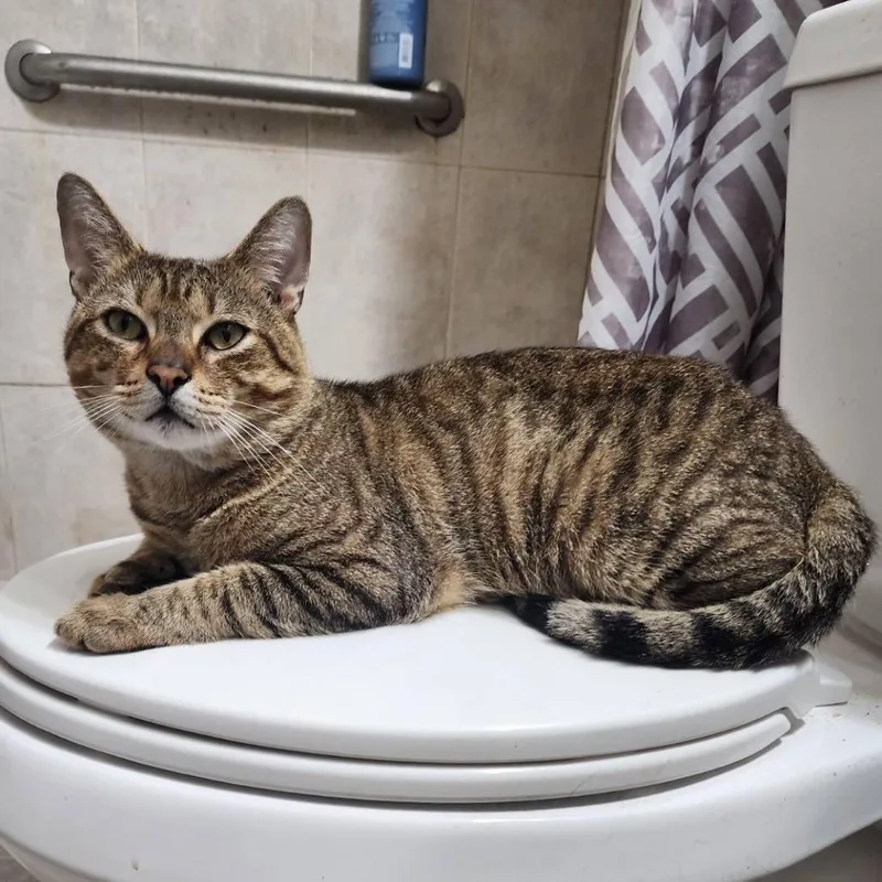 A young large-sized male Brown / Chocolate Domestic Short Hair cat named Rocky for adoption in Boston, MA