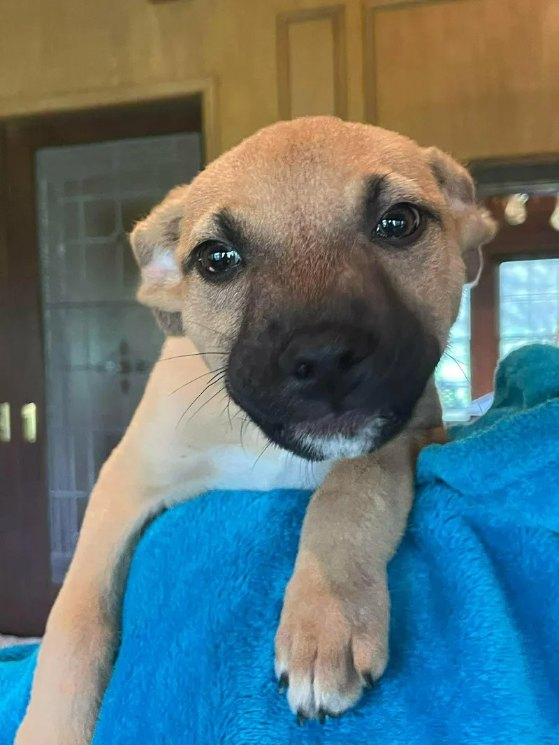 A baby medium-sized male Yellow / Tan / Blond / Fawn Black Mouth Cur dog named Gus for adoption in Boerne, TX