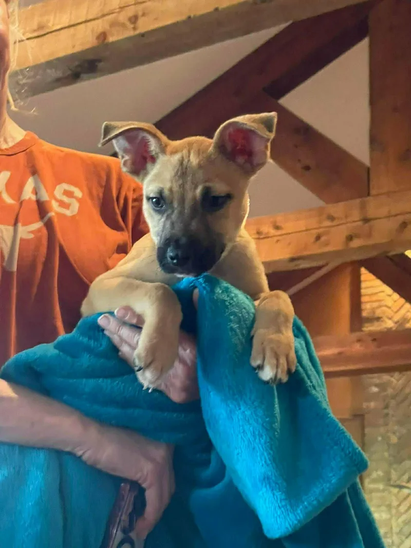 Gus thumbnail 4