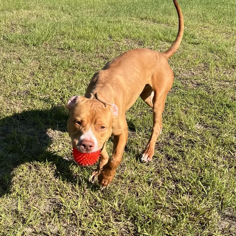 A young small-sized male Brown / Chocolate Pit Bull Terrier dog named Bruno for adoption in Richmond Hill, GA