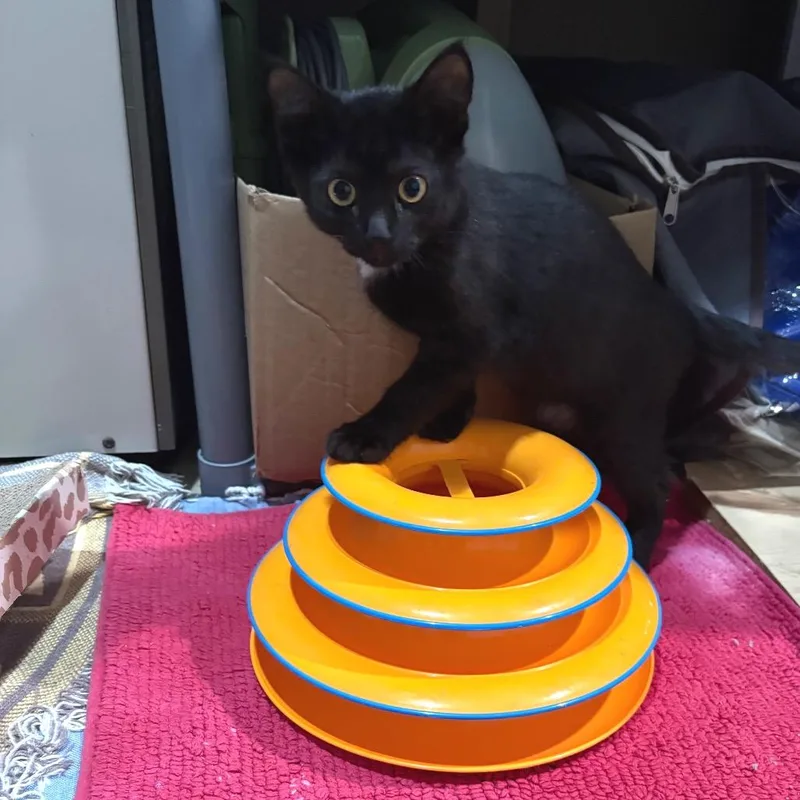 A baby small-sized male Black Domestic Short Hair cat named Ray for adoption in Wheeling, IL