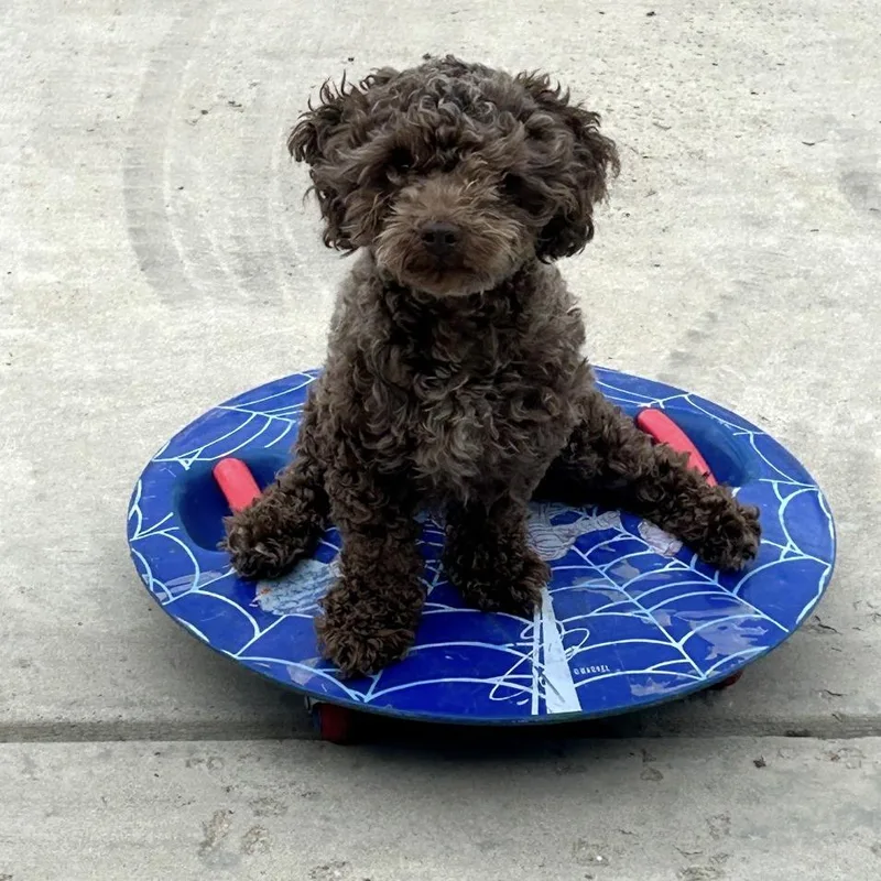 An adult small-sized male Brindle Miniature Poodle dog named Obie Kenobi for adoption in Rogersville, MO