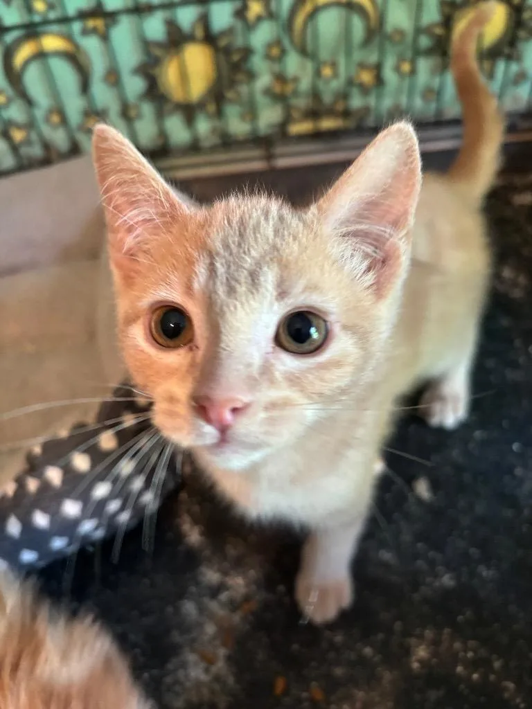 A baby small-sized male Domestic Short Hair cat named Winslow for adoption in Camp Hill, PA