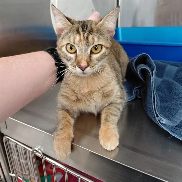 A young small-sized female Domestic Short Hair cat named Tori for adoption in Huntsville, AL