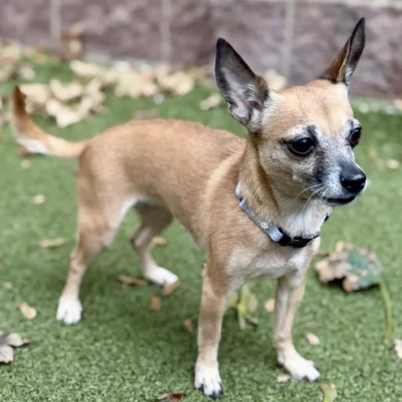 An adult small-sized female Yellow / Tan / Blond / Fawn Chihuahua dog named Roxy for adoption in Rochester, MN