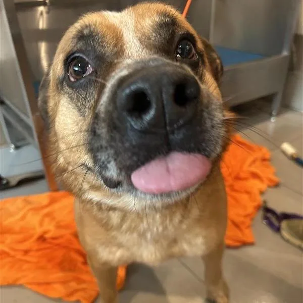 An adult large-sized male Yellow / Tan / Blond / Fawn Mixed Breed dog named Erick for adoption in Bentonville, AR