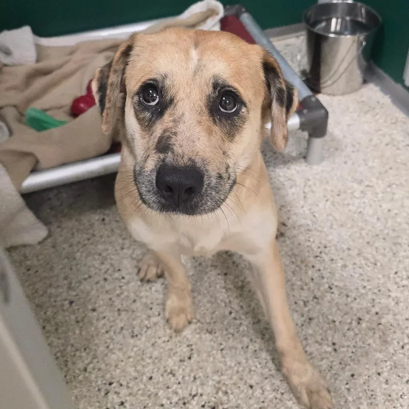 An adult large-sized female Labrador Retriever dog named Shenzi for adoption in Milan, IL