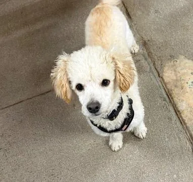 An adult small-sized male Poodle dog named Hiccup for adoption in Tehachapi, CA