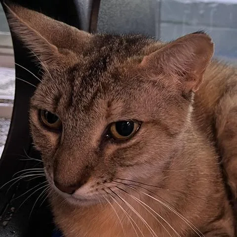 An adult medium-sized female Brown / Chocolate Domestic Short Hair cat named Eloise for adoption in Baltimore, MD
