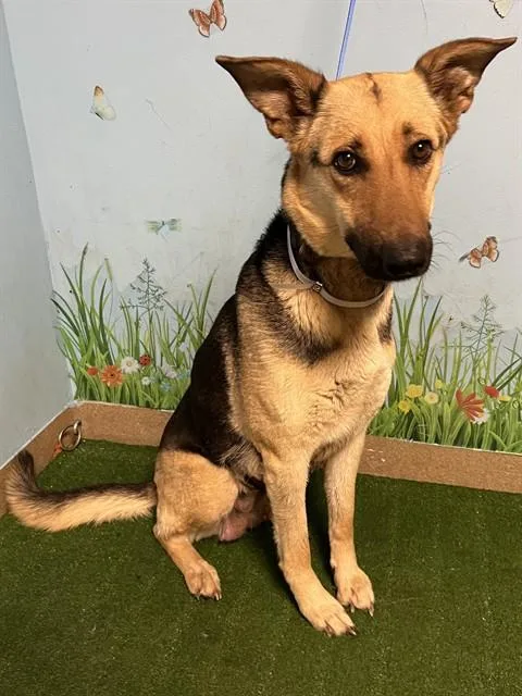 An adult medium-sized female German Shepherd Dog dog named Sam for adoption in Lancaster, CA