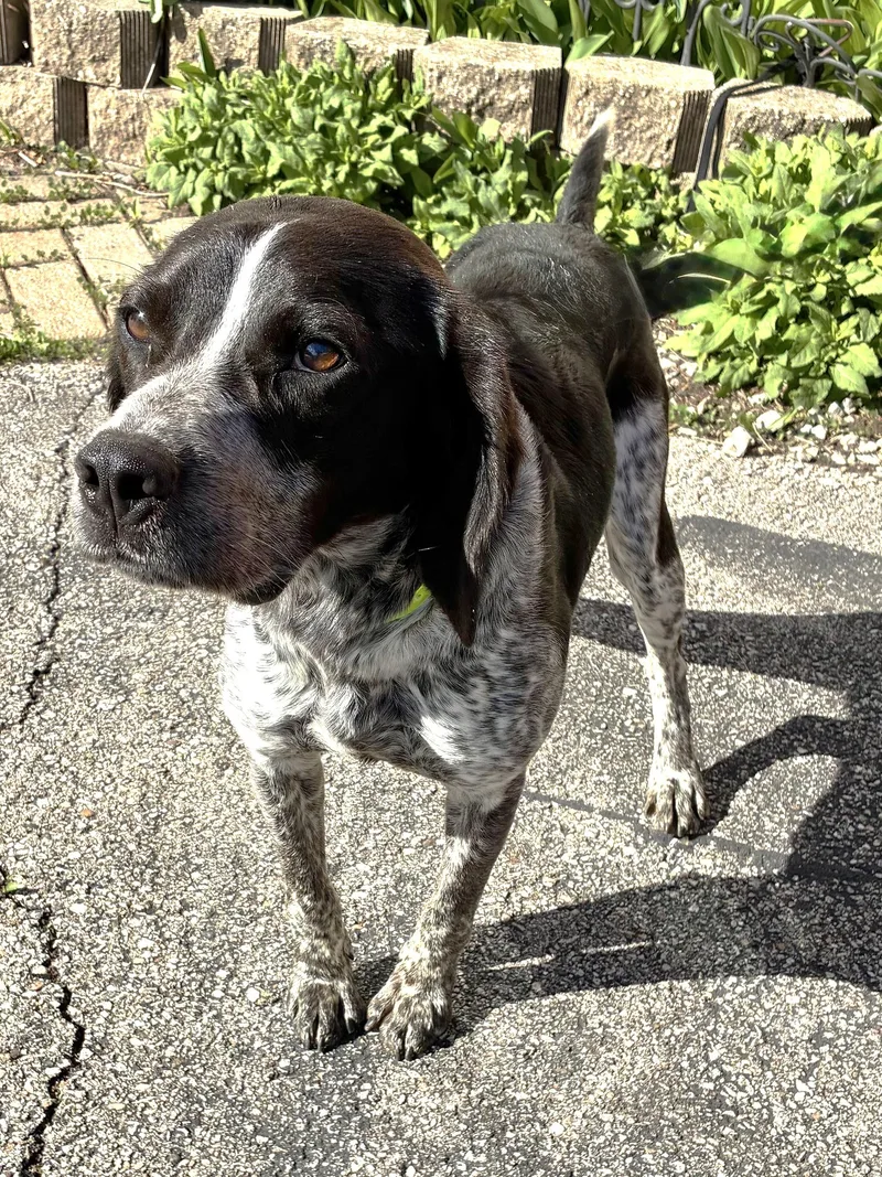 A baby medium-sized male Black Bluetick Coonhound dog named Tupelo for adoption in West Chicago, IL