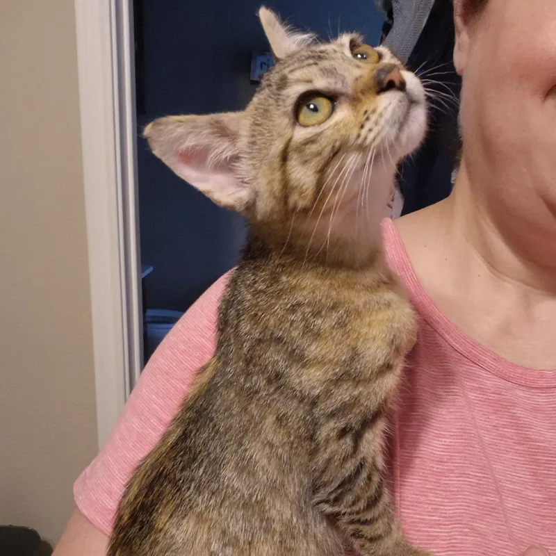A baby medium-sized female Torbie Domestic Short Hair cat named Cici for adoption in Houston, TX