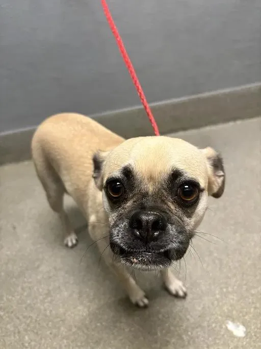 An adult small-sized female Pug dog named Loise for adoption in Las Vegas, NV