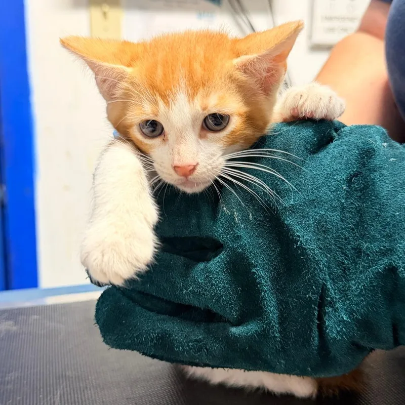 A baby small-sized male Orange / Red Domestic Short Hair cat named Hot Cheeto for adoption in Wahiawa, HI