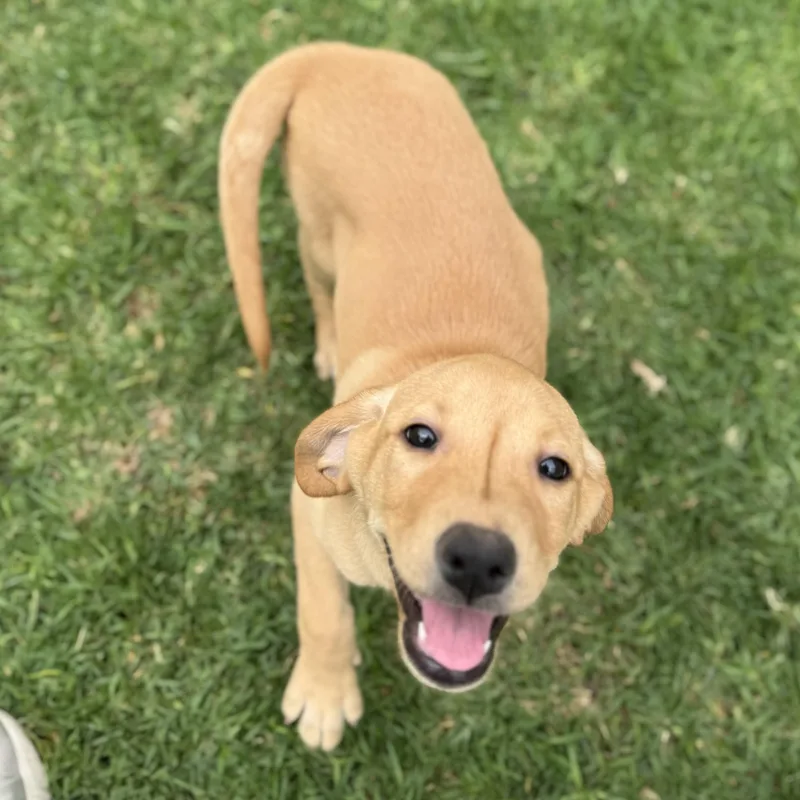A baby medium-sized female Golden Labrador Retriever dog named Willow for adoption in Manvel, TX