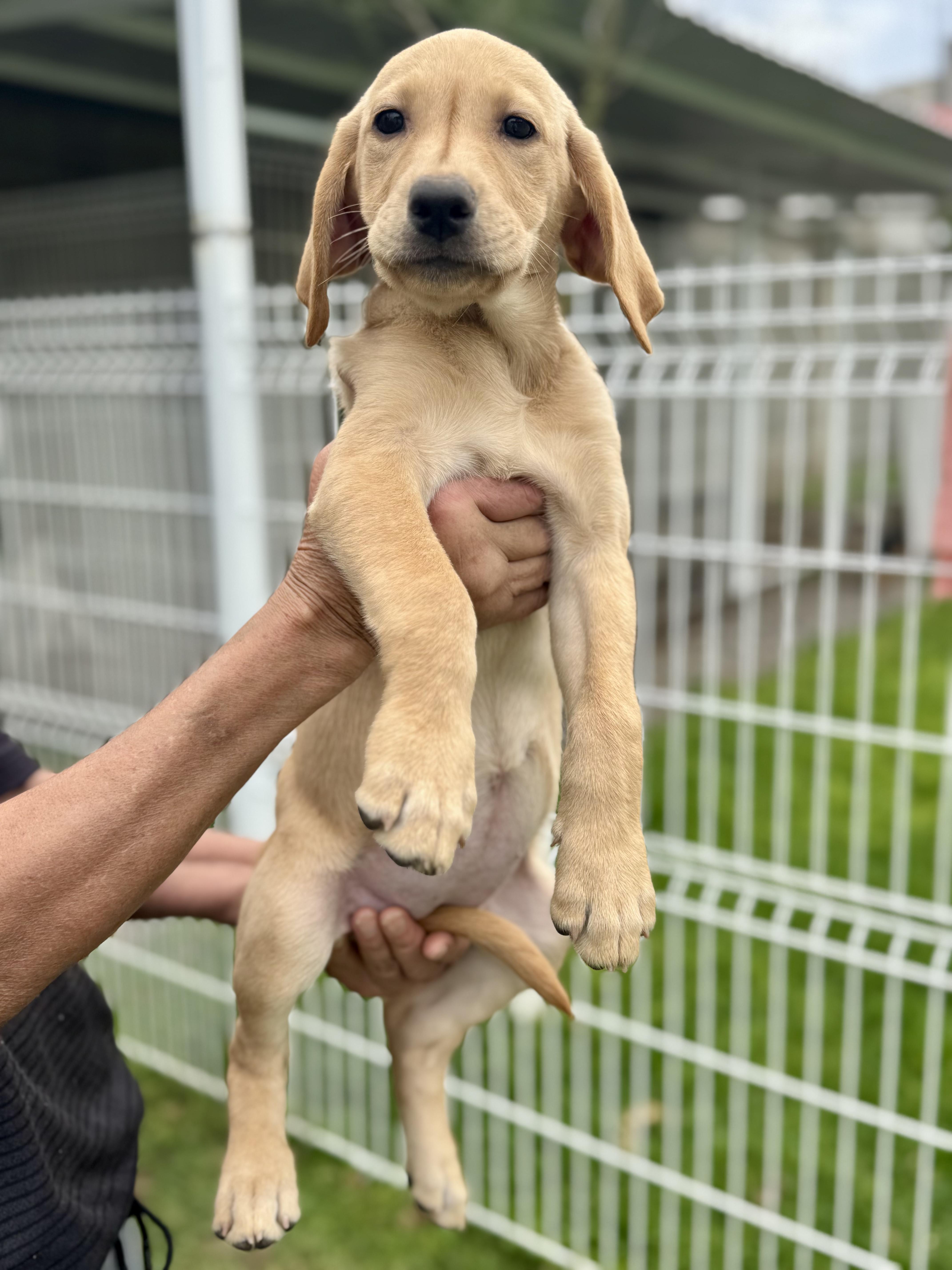 Willow thumbnail 6