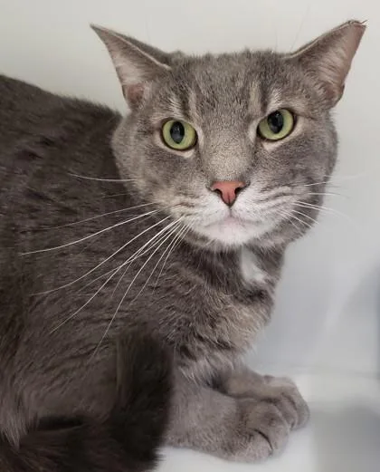 Fletcher thumbnail 2