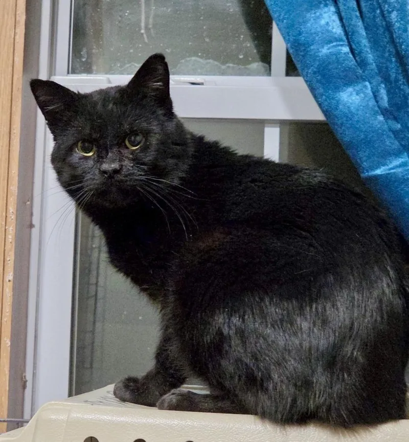 An adult medium-sized male Black Domestic Short Hair cat named Tyson for adoption in Chalfont, PA