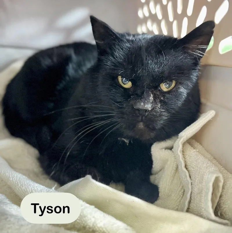 Tyson thumbnail 3