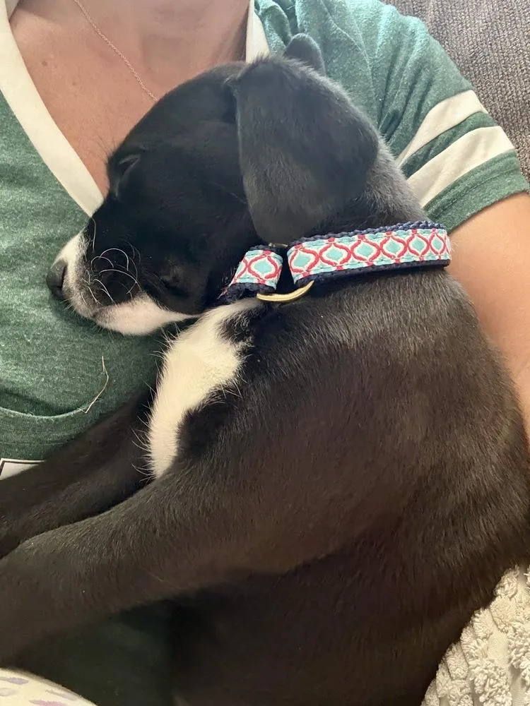 A baby large-sized female Tricolor (Brown, Black, & White) Labrador Retriever dog named Macaroni for adoption in Greenlawn, NY