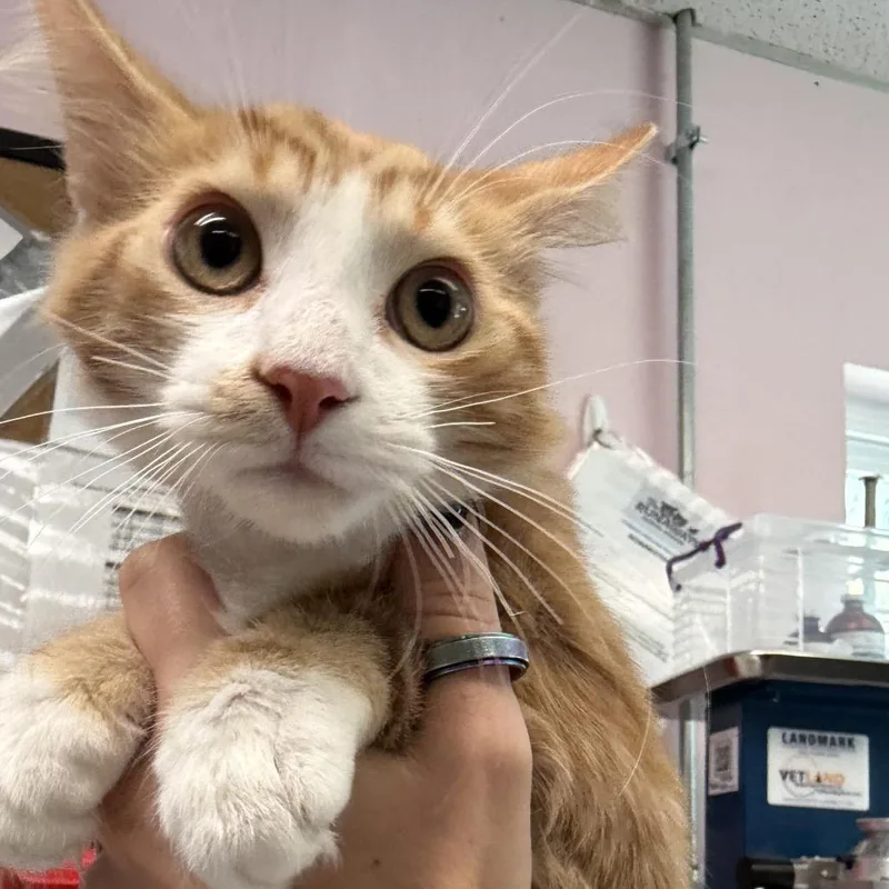 A baby small-sized male Orange / Red Domestic Medium Hair cat named Julius for adoption in Port Richey, FL
