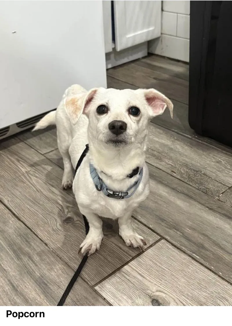 A young small-sized female White / Cream Chihuahua dog named Popcorn for adoption in Staten island, NY