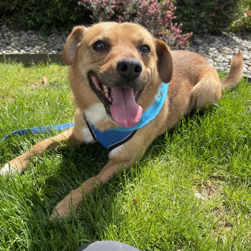 An adult medium-sized male Golden Labrador Retriever dog named Ace for adoption in lynnwood , WA