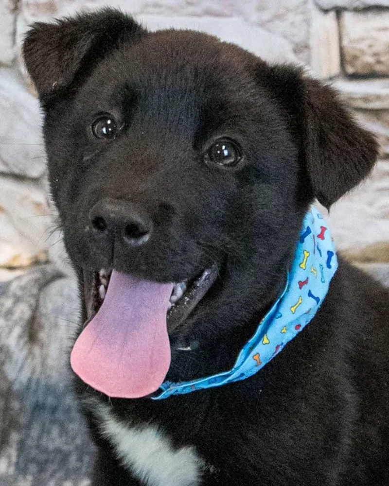 A baby large-sized male Husky dog named Eggs for adoption in Kennesaw, GA