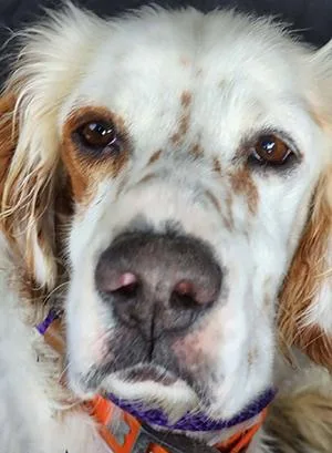 An adult medium-sized male White / Cream English Setter dog named Boe for adoption in Boerne, TX