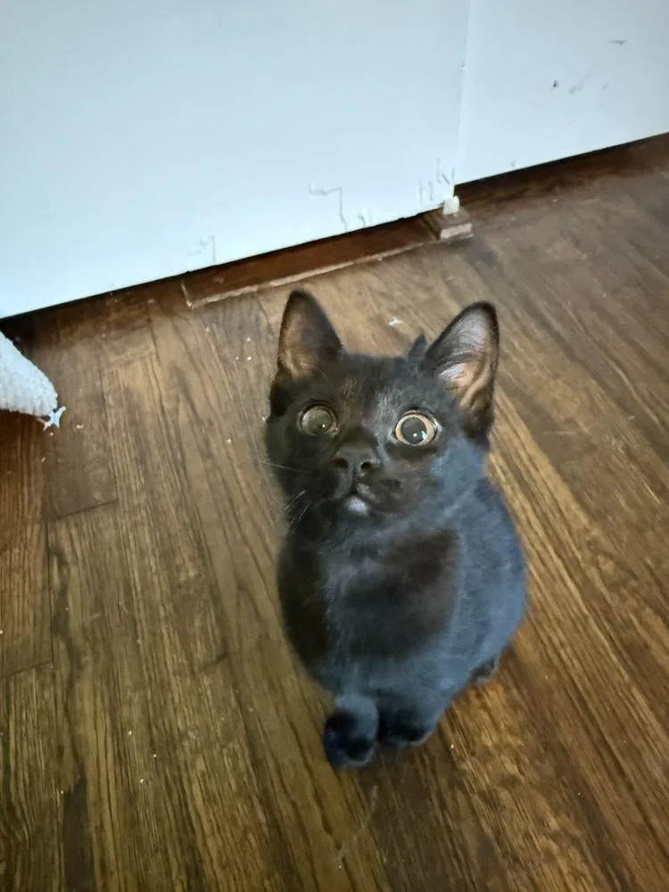 A baby small-sized male Domestic Short Hair cat named Beef Stew for adoption in Dallas, TX