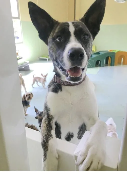 A senior medium-sized female Brindle Husky dog named Yuki for adoption in Rancho Santa Margarita, CA