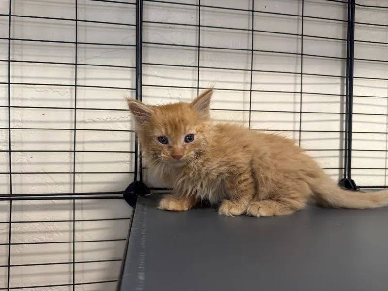 A baby small-sized male Domestic Short Hair cat named Dandelion for adoption in La Verkin, UT