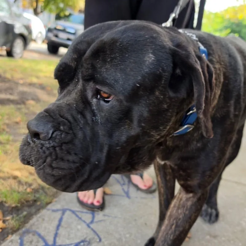A young extra large-sized male Mastiff dog named Colburn for adoption in Chicago, IL