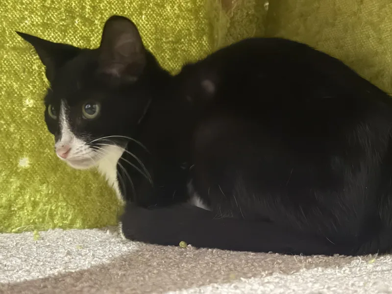 A baby medium-sized female Black & White / Tuxedo Domestic Short Hair cat named Truffle for adoption in Intercession city , FL