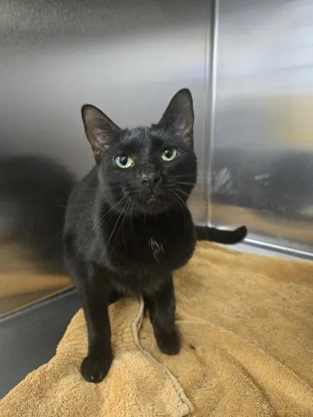 An adult small-sized female Domestic Short Hair cat named Morse Code for adoption in Millersville, MD