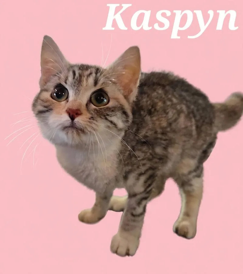 A baby small-sized female Domestic Short Hair cat named Kaspyn for adoption in Rutherfordton, NC