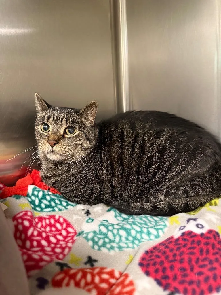 An adult medium-sized male Domestic Short Hair cat named Jericho for adoption in Twentynine Palms, CA