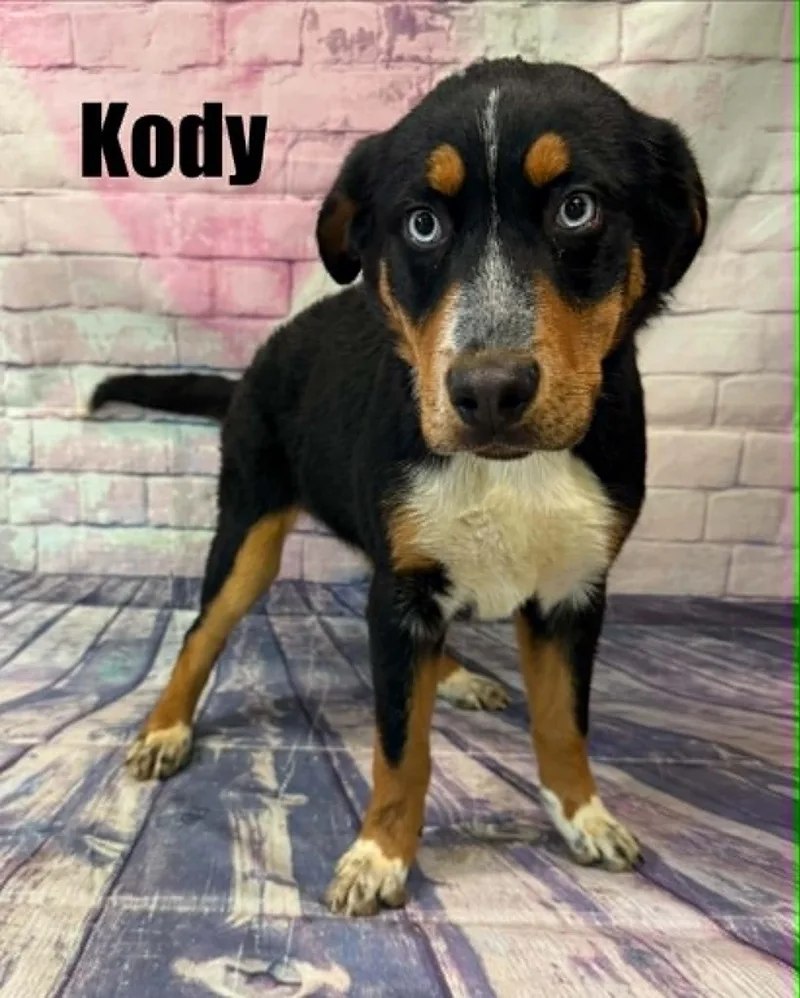 Kody