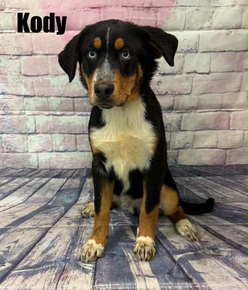 Kody thumbnail 2