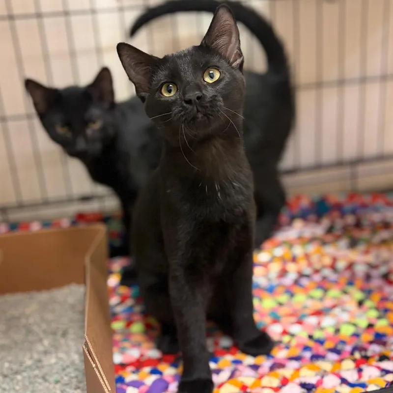 A baby small-sized male Black Domestic Short Hair cat named Wasabi for adoption in Milan, IL