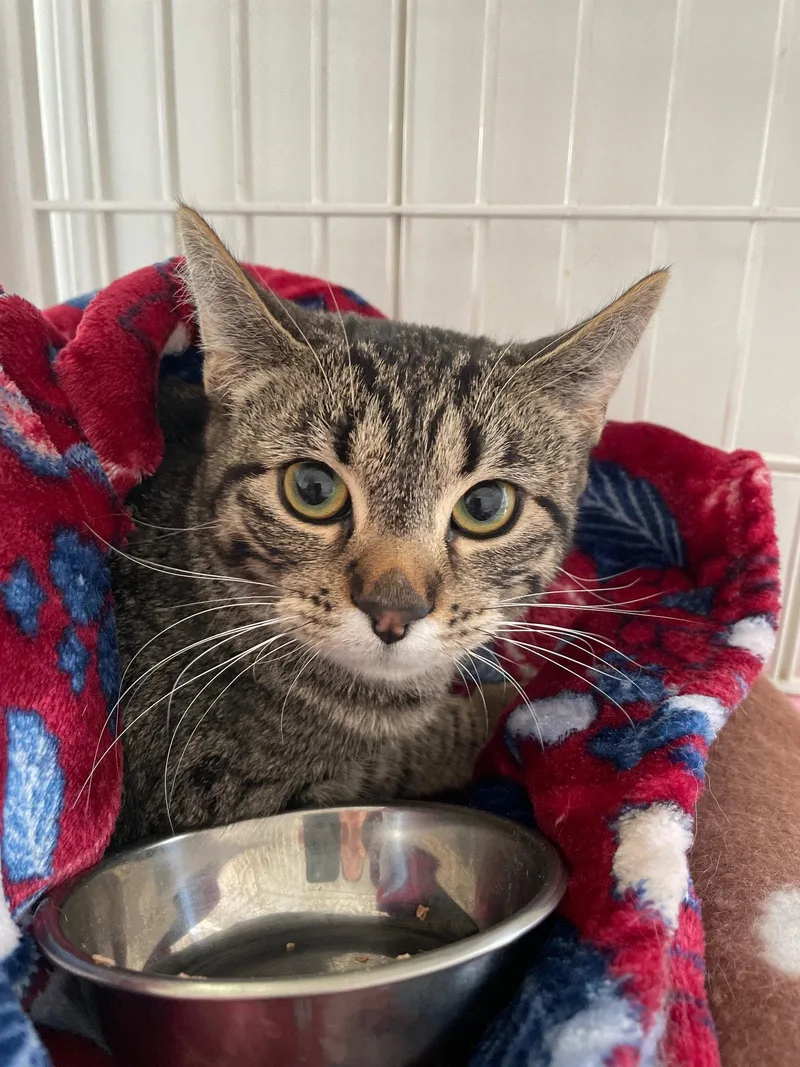 A baby medium-sized female Tabby cat named Chloe for adoption in Island Lake, IL