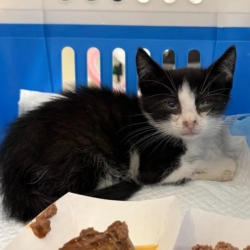 A baby small-sized male Domestic Short Hair cat named Amtrak for adoption in Ewing, NJ