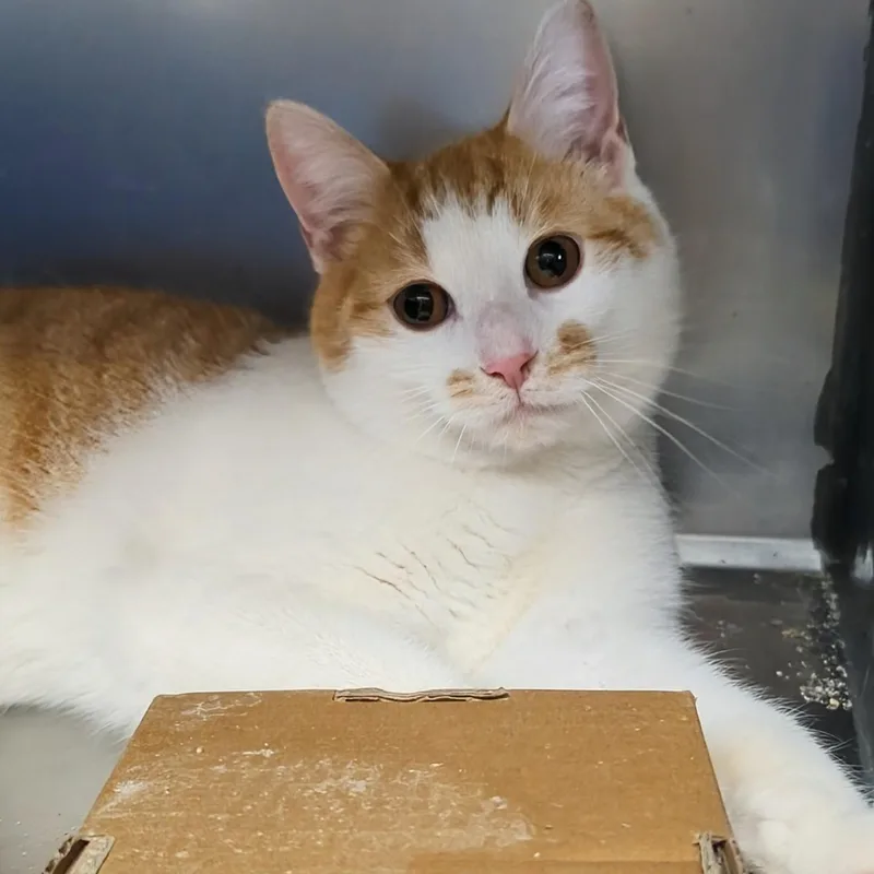 Rocky Bonded With Bullwinkle thumbnail 2