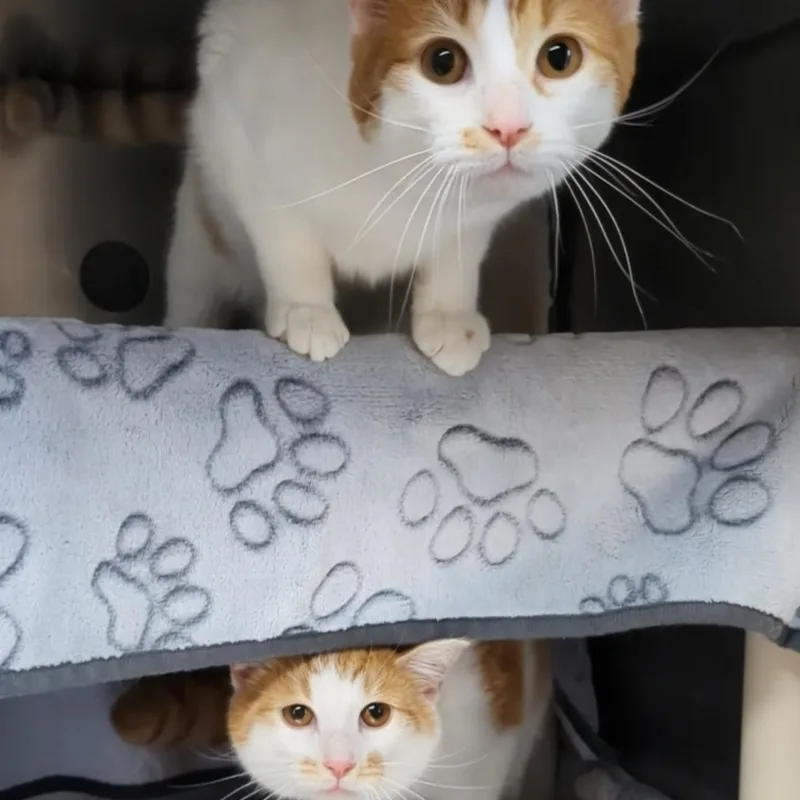 Rocky Bonded With Bullwinkle thumbnail 3