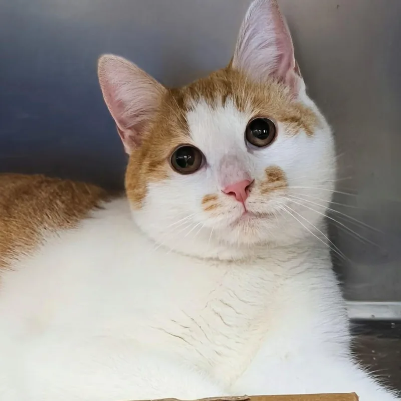 Rocky Bonded With Bullwinkle thumbnail 4