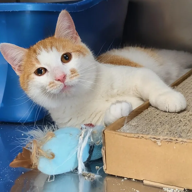 A young medium-sized male Orange & White Domestic Short Hair cat named Rocky Bonded With Bullwinkle for adoption in West Jefferson, OH