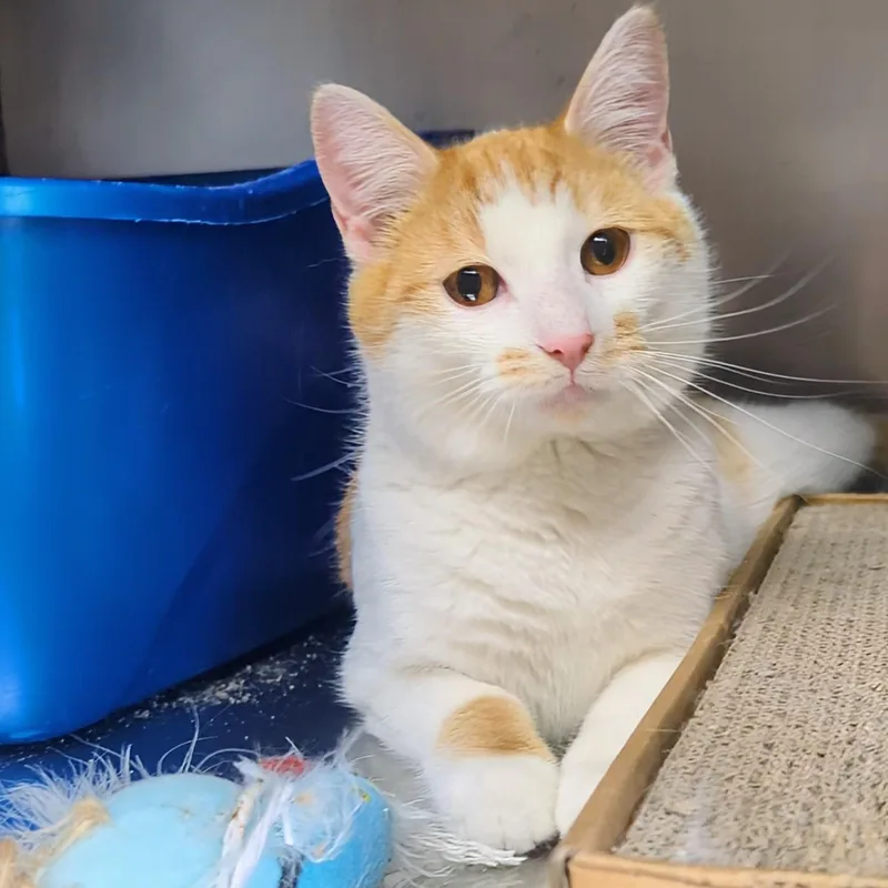 Rocky Bonded With Bullwinkle thumbnail 5